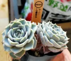 おらいさん 雪つぼみ 苗 ミックスベリア 多肉植物 - メルカリ