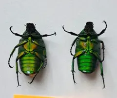 【外国産ハナムグリ標本】大型ツノカナブン♂/インド.ニルギリ産/39.8mm 外国産ハナムグリ標本】大型ツノカナブン♂/インド.ニルギリ産