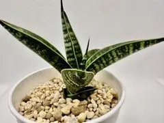 ガレージM様 リクエスト 6点 まとめ商品