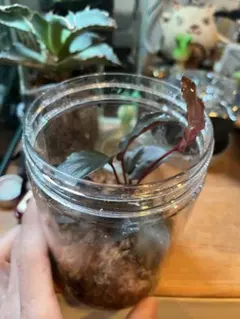Homalomena sp"STRONG ZERO" ホマロメナストロングゼロのサムネイル