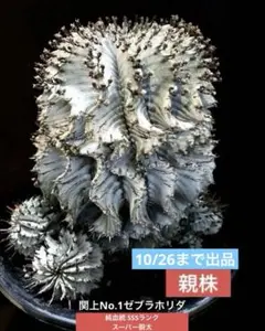 2025年最新】関上ホリダの人気アイテム - メルカリ