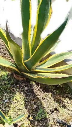アガベ トニーズタイガー