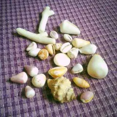 小さい貝殻と珊瑚のセット