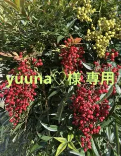 南天の実のみ10房　60サイズ箱発送　ご予約者様専用