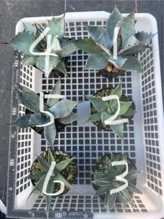 2025年最新】アガベ 実生 セットの人気アイテム - メルカリ