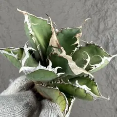 2025年最新】緑幽霊 アガベの人気アイテム - メルカリ