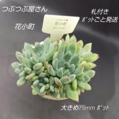 つぶつぶ屋　花小町　札付き　(多肉、多肉植物)のサムネイル