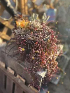 SORA♡今は購入専門です❤︎様ご専用