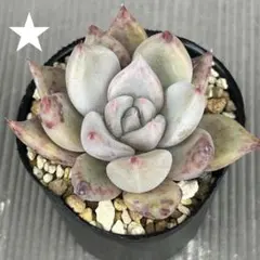 ❤️確認用❤️ミックスベリア❤️ブルーベリームーン❤️抜き苗♪✨メルカリ便✨札なし ミックスベリア ブルーベリームーン(おらいさん苗) - メルカリ