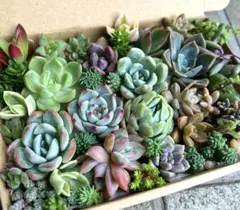 エケベリア・セダム セット ボックス入り