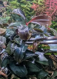 2025年最新】bucephalandra ghostの人気アイテム - メルカリ