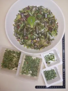 2025年最新】葉挿し 発芽済みの人気アイテム - メルカリ