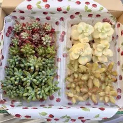 多肉植物　5品種カット苗詰め合わせ① 25cm×20cmコンパクト発送