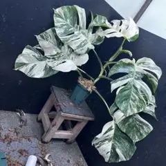 2025年最新】ホワイトタイガー大株の人気アイテム - メルカリ