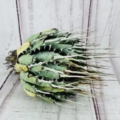 2026年最新】エボリスピナ陽炎の人気アイテム - メルカリ