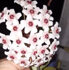 桜らん　ホヤ　水差し苗　２株　　②