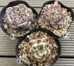 2026年最新】そわそわ×ロメオの人気アイテム - メルカリ