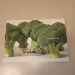 MINIATURE LIFE
