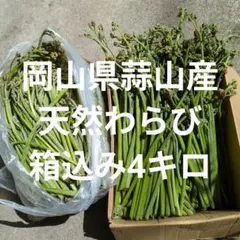 天然わらび箱込み4キロ岡山県蒜山産山菜若芽まとめ売り