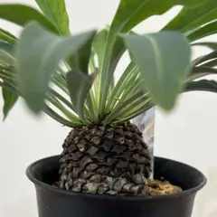 tid0628様 リクエスト 2点 まとめ商品