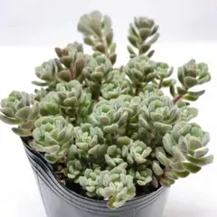 ⑥多肉植物 セダム ☆トリカラー☆ 抜き苗 - メルカリ