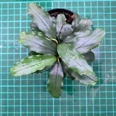 2025年最新】bucephalandra auroraの人気アイテム - メルカリ