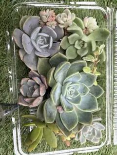 多肉植物 エケベリア セダム 詰め合わせ セット - メルカリ
