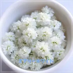 No.1684 かすみ草　白　（エアリーホワイト）