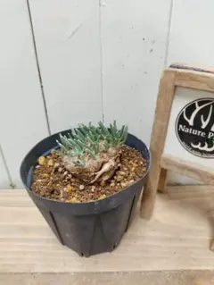 ktmボタニカル様用　特大　発根済み　アボニア 2025年最新】アボニア クイナリアの人気アイテム - メルカリ