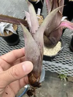 H. catingae clone #2, ホヘンベルギア　カティンガエ H. catingae clone #2, ホヘンベルギア カティンガエ - メルカリ