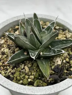 2026年最新】アガベ笹の雪の人気アイテム - メルカリ