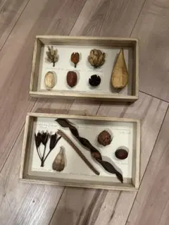 ドイツアンティーク 植物標本瓶 12点 ボトル - メルカリ