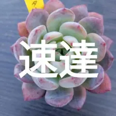 rui0808様 リクエスト 2点 まとめ商品