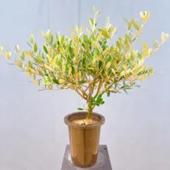 現品　創樹　オリーブの木　オリーブ　ミッション　80番　観葉植物　SOUJUのサムネイル