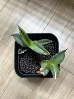 2025年最新】アガベ鰐亀の人気アイテム - メルカリ