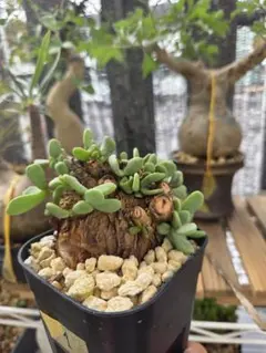 ケラリアピグマエア　現地球　大樹形　大株 コーデックス：ケラリア ピグマエア 大株*葉幅11cm 現品！一品