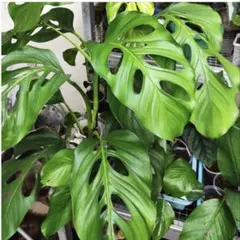 巨大モンステラ・デリシオーサ 茎 カット苗 発根・発芽済 - メルカリ