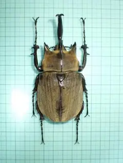 2025年最新】ゾウカブト 標本の人気アイテム - メルカリ