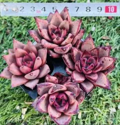 m_m様 ご専用　值引70円リクエスト 2点 まとめ商品