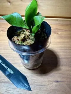 ビカクシダ P.willinckii 'Jade Girl' 胞子体 1カップ - メルカリ