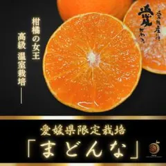 柑橘Queen‼️愛媛産　まどんな　紅まどんな同一品種　秀品2kg　温室栽培