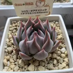 雪琉璃　札付きポットごとメルカリ便ファームパルクさん苗 雪琉璃 札付きポットごとメルカリ便ファームパルクさん苗 - メルカリ