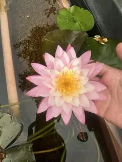 sunone様 リクエスト 2点 まとめ商品