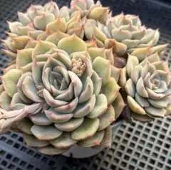 2026年最新】優木園の人気アイテム - メルカリ