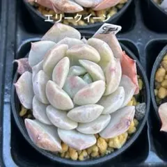 ❣️〇〇❣️現品 エケベリア 寄せ植え 多肉弁当 多肉植物 - メルカリ