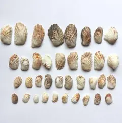 2枚貝  貝殻37個セット