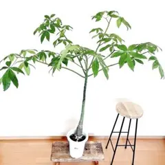 【希少・沖縄産】実生パキラ パラソル仕立て 6号（現品お届け） 希少・沖縄産】実生パキラ パラソル仕立て 6号（現品お届け） - メルカリ