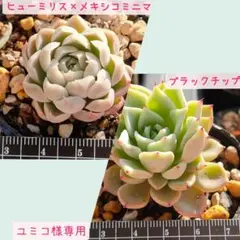 ユミコ様 リクエスト 2点 まとめ商品