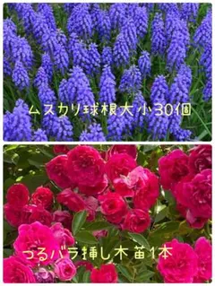 무스카리 전구 30개, 덩굴 장미 1개, 삽목, 모종만 4세트