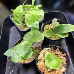 えあー様 リクエスト 2点 まとめ商品